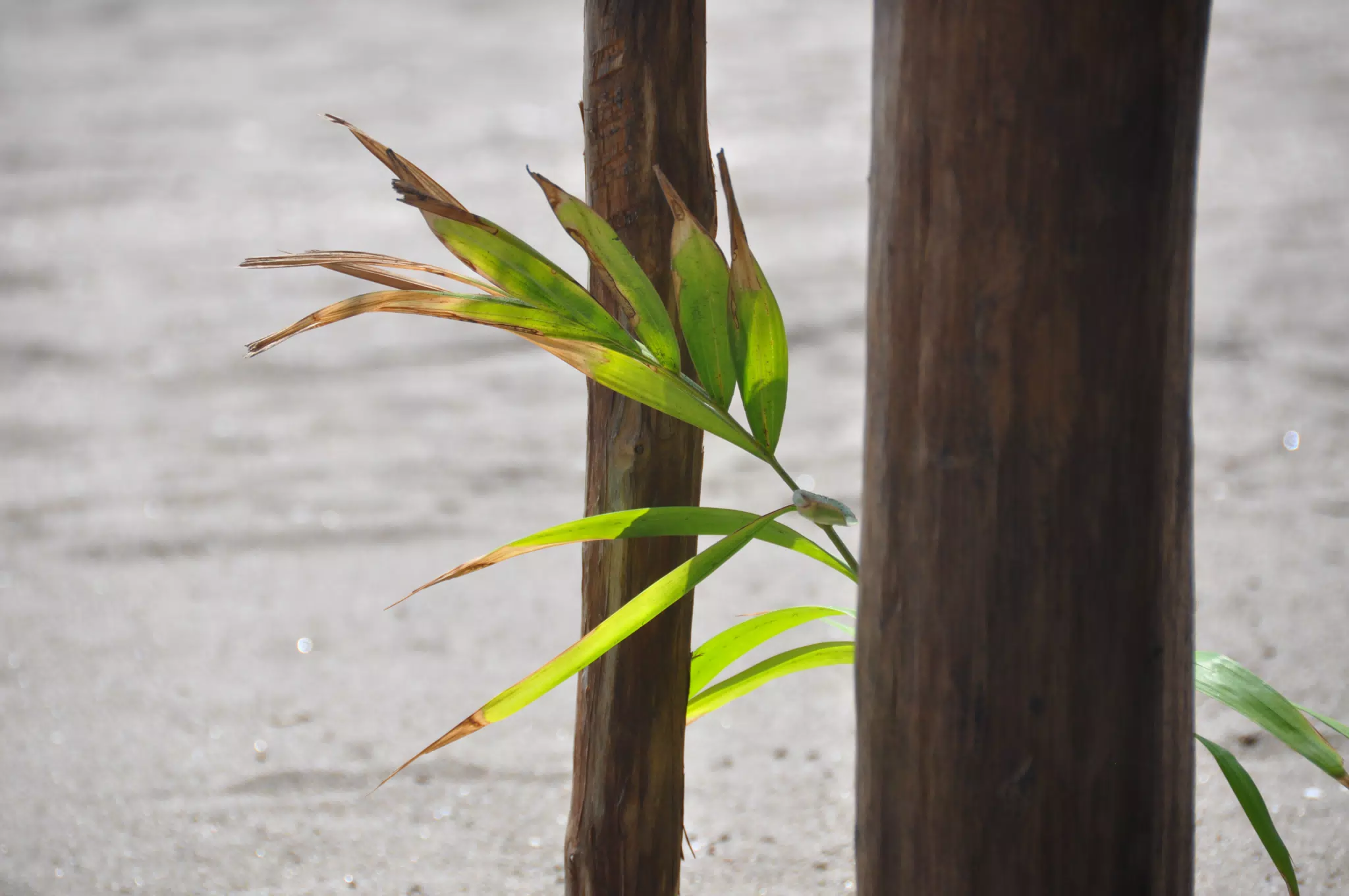 Scenes from Las Penitas Beach