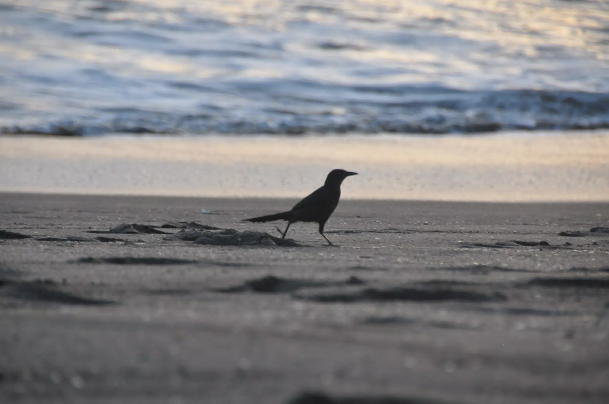 From the Simple Beach Lodge, Pas Penitas