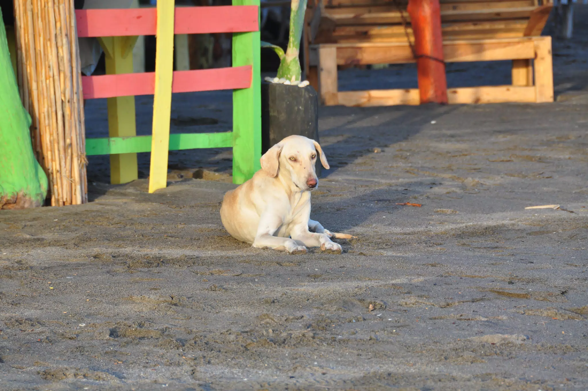 From the Simple Beach Lodge, Pas Penitas