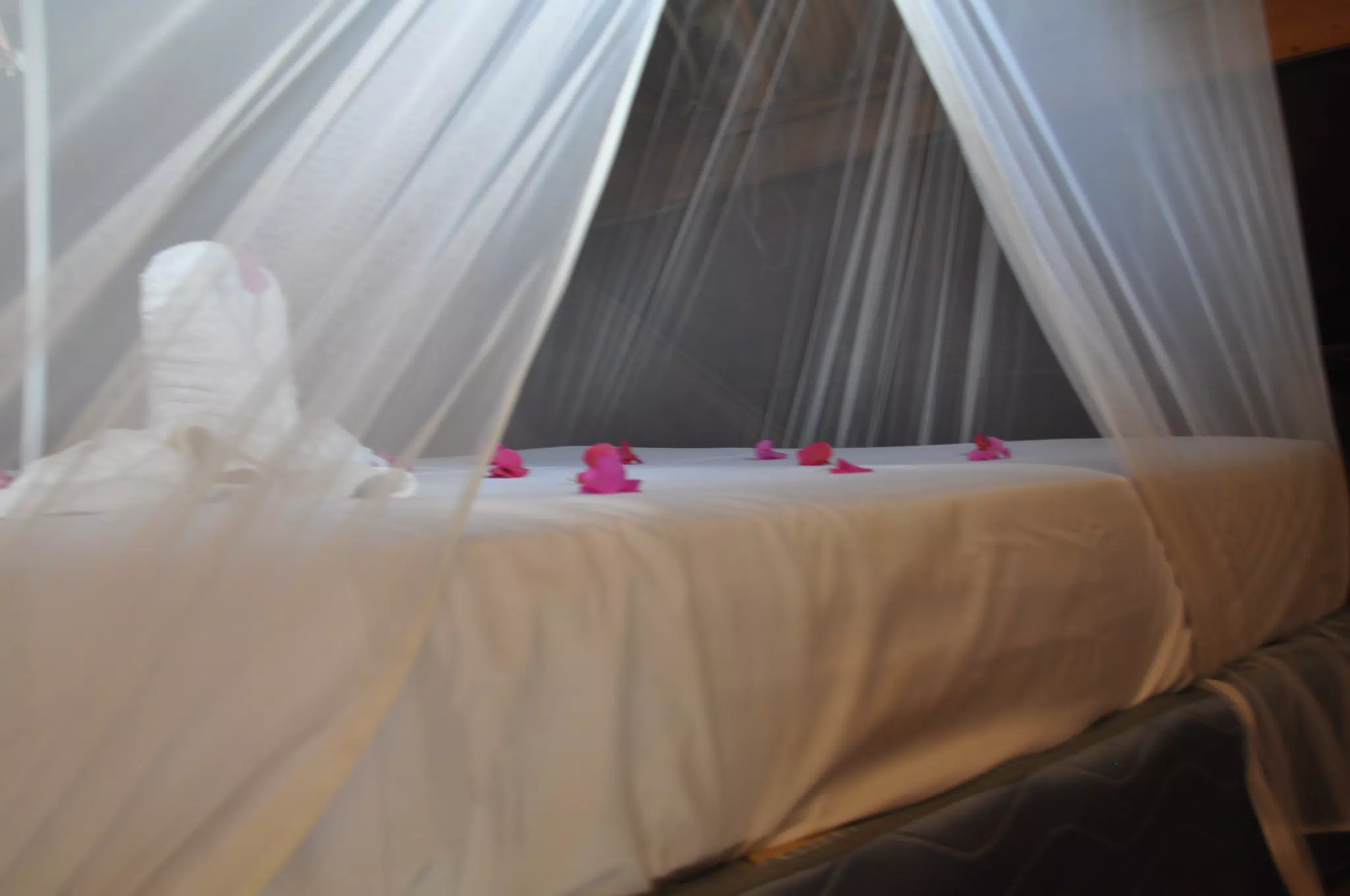 From the Simple Beach Lodge, Pas Penitas