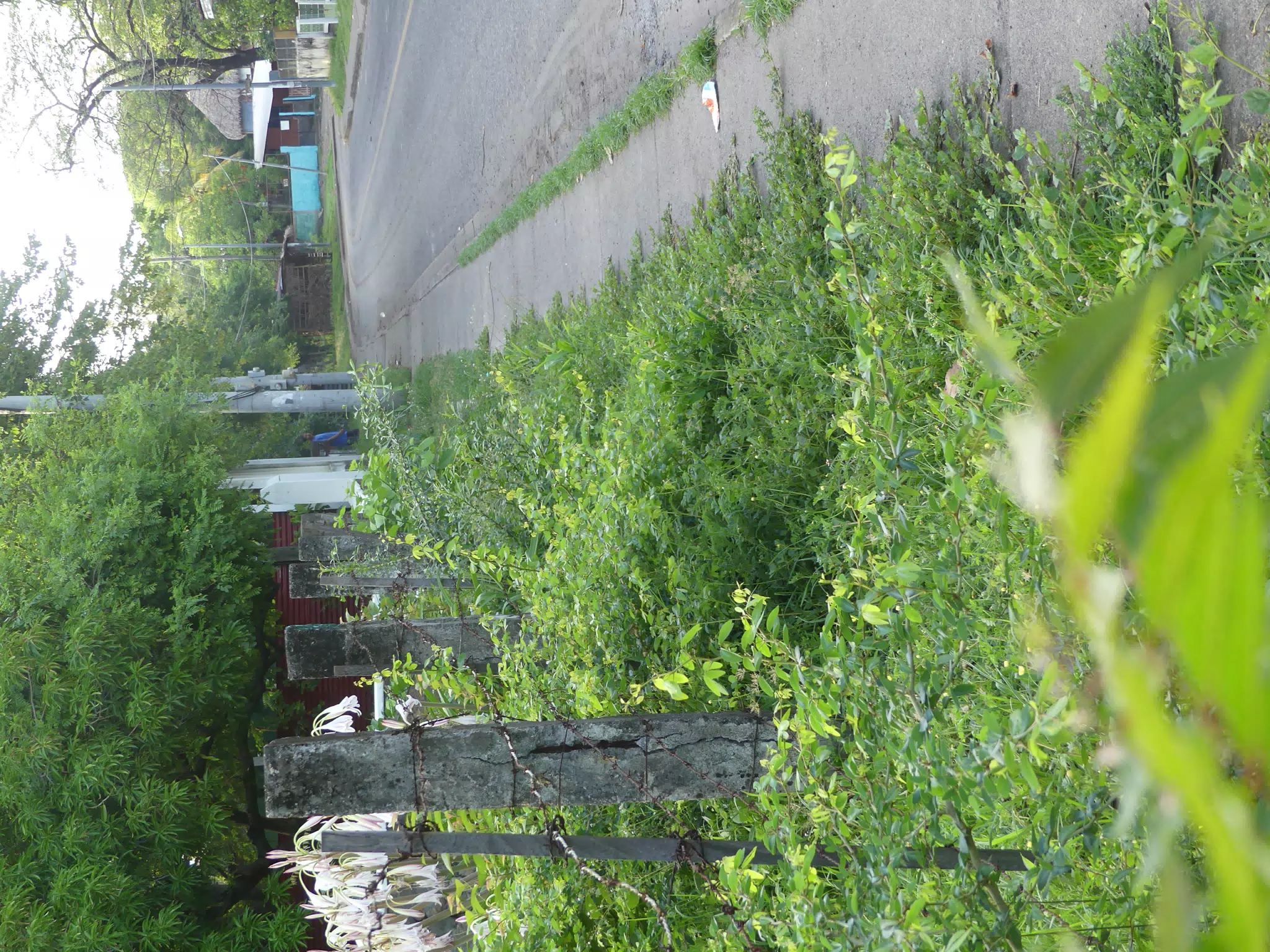 Morning Scenes of Las Penitas
