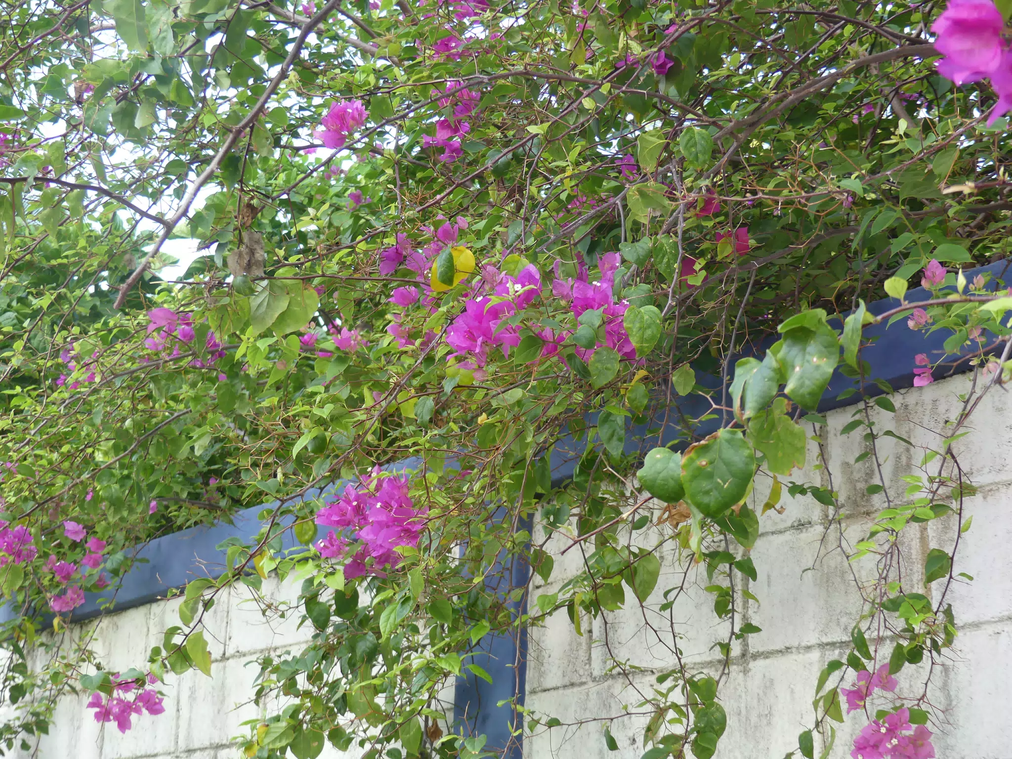 Morning Scenes of Las Penitas