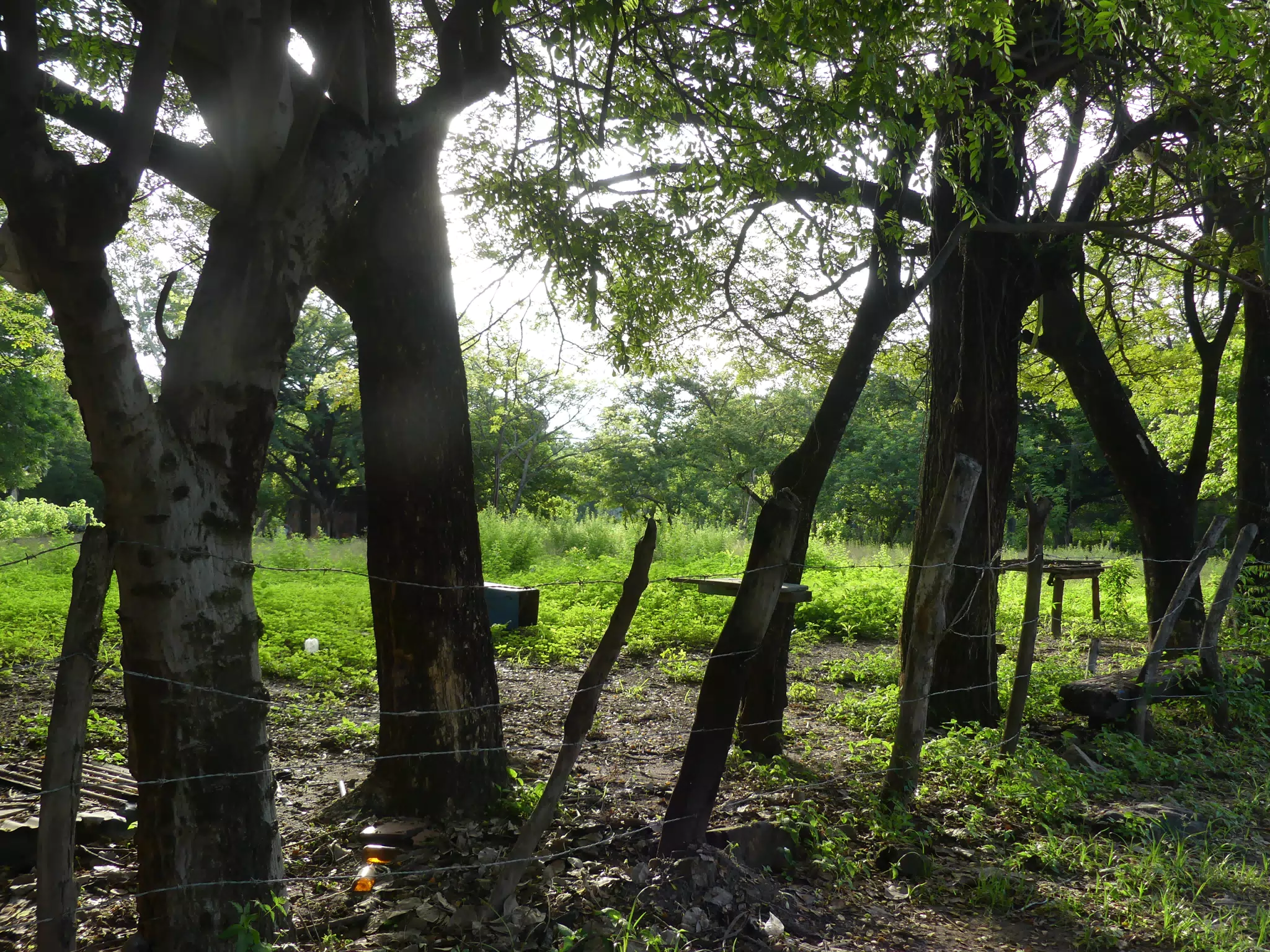 Morning Scenes of Las Penitas