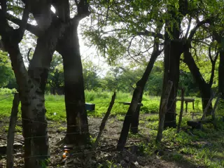 Morning Scenes of Las Penitas