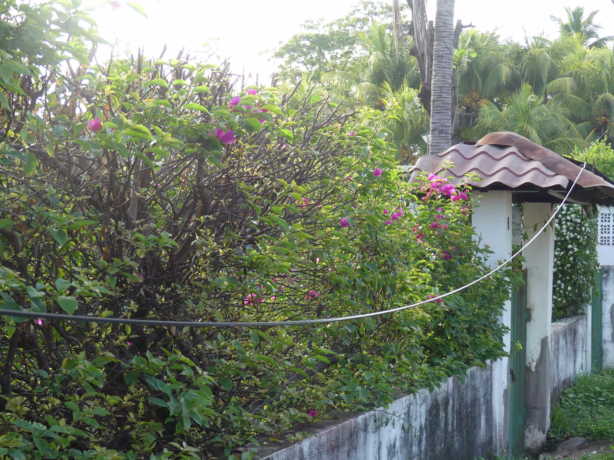 Morning Scenes of Las Penitas