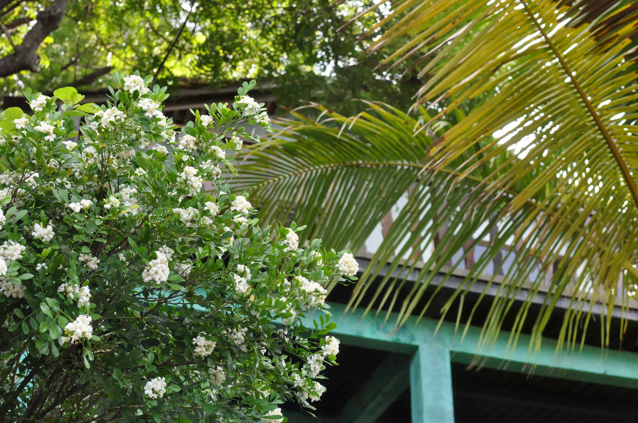 Morning Photowalk of Las Penitas Nicaragua