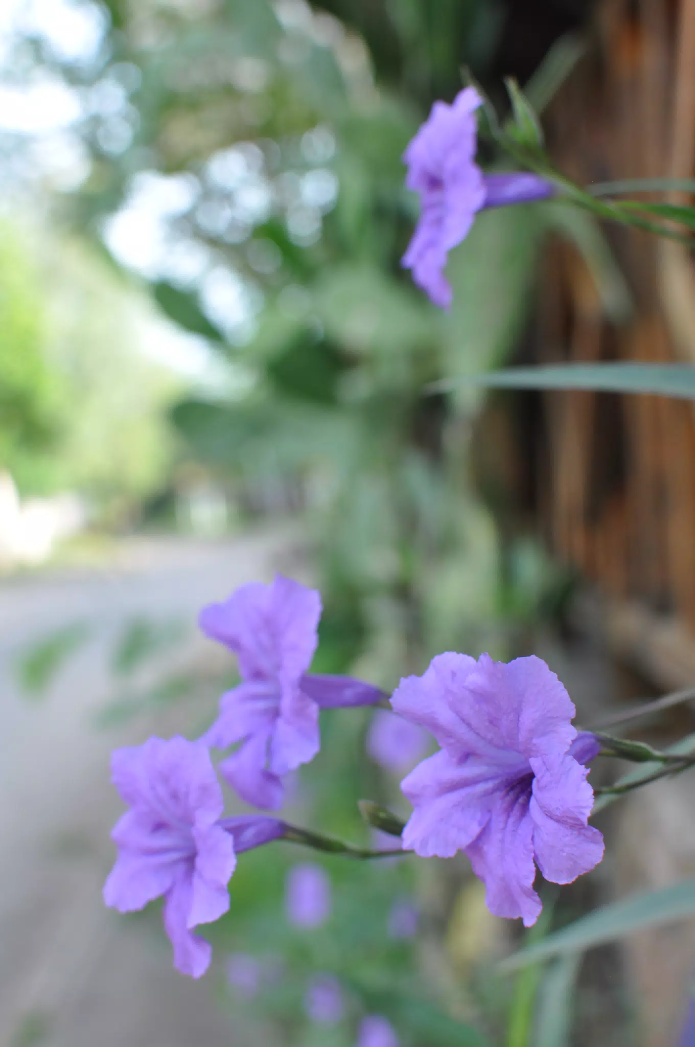 Morning Photowalk of Las Penitas Nicaragua
