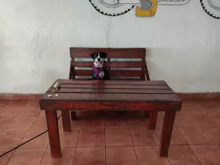Dog at Work