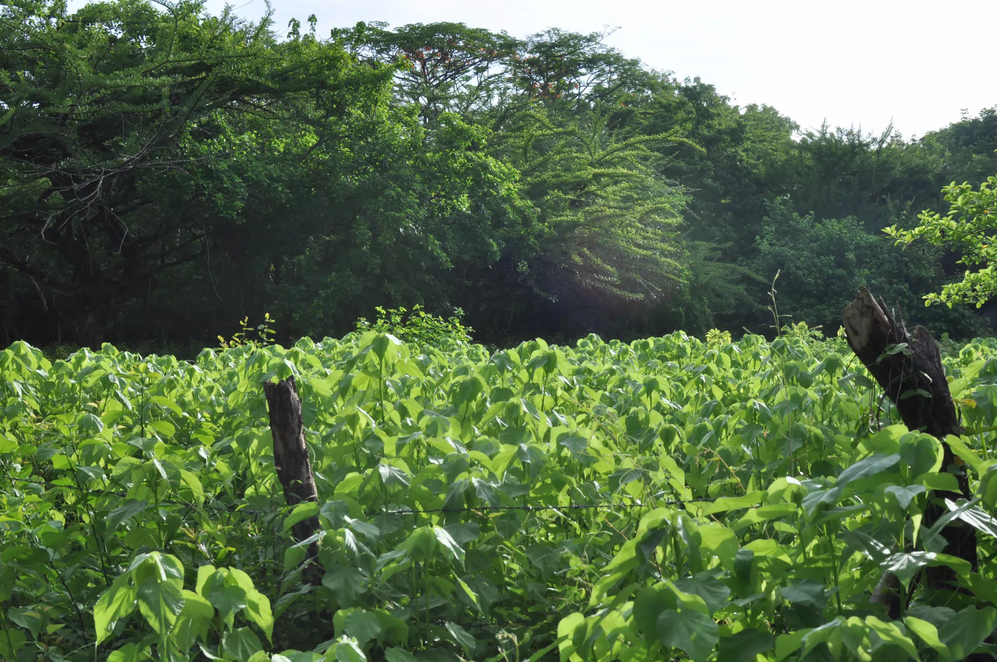 Morning Photowalk of Las Penitas Nicaragua