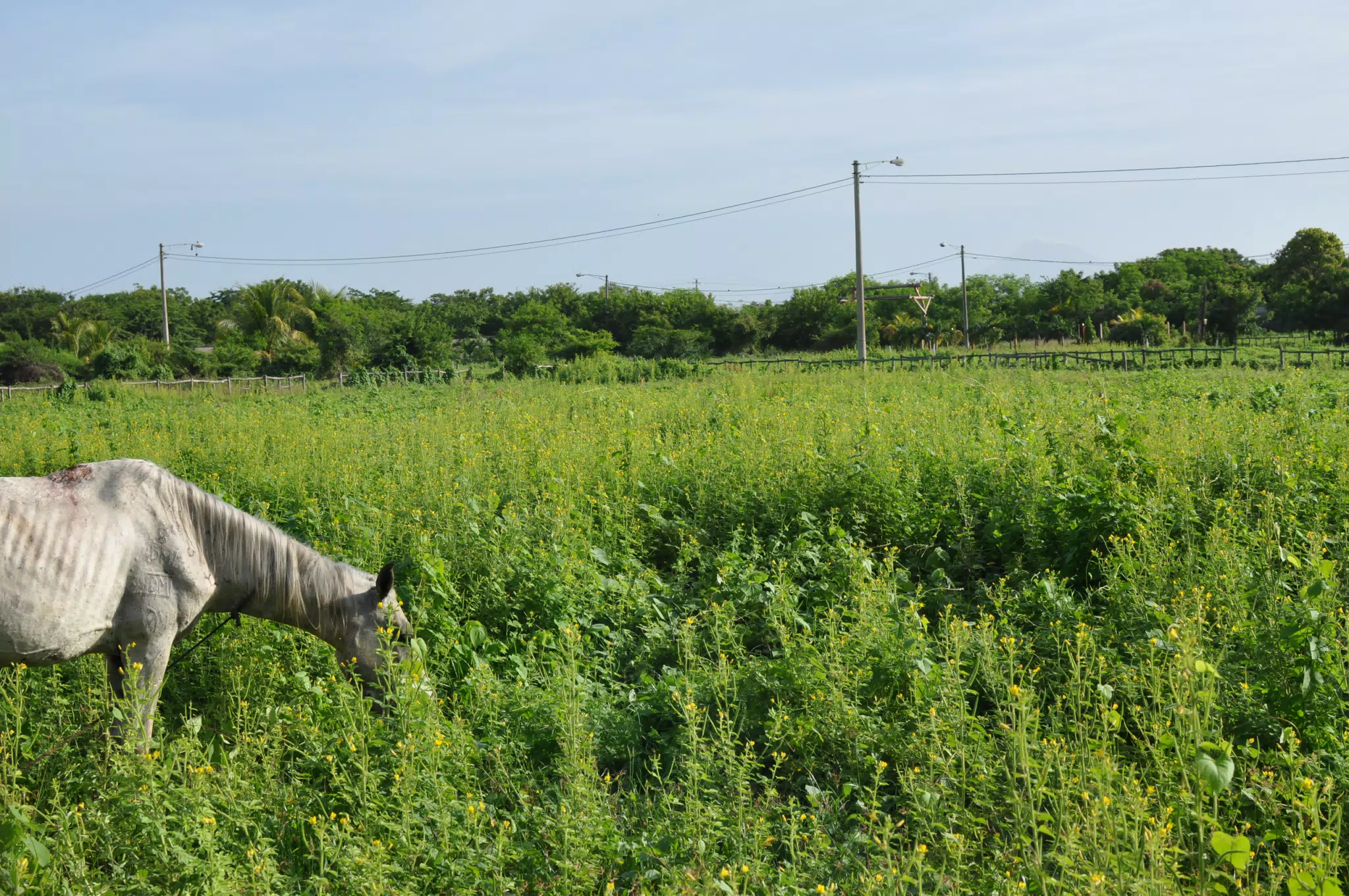 Horse in Field with San Cristobal Volcano