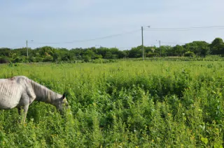 Horse in Field with San Cristobal Volcano