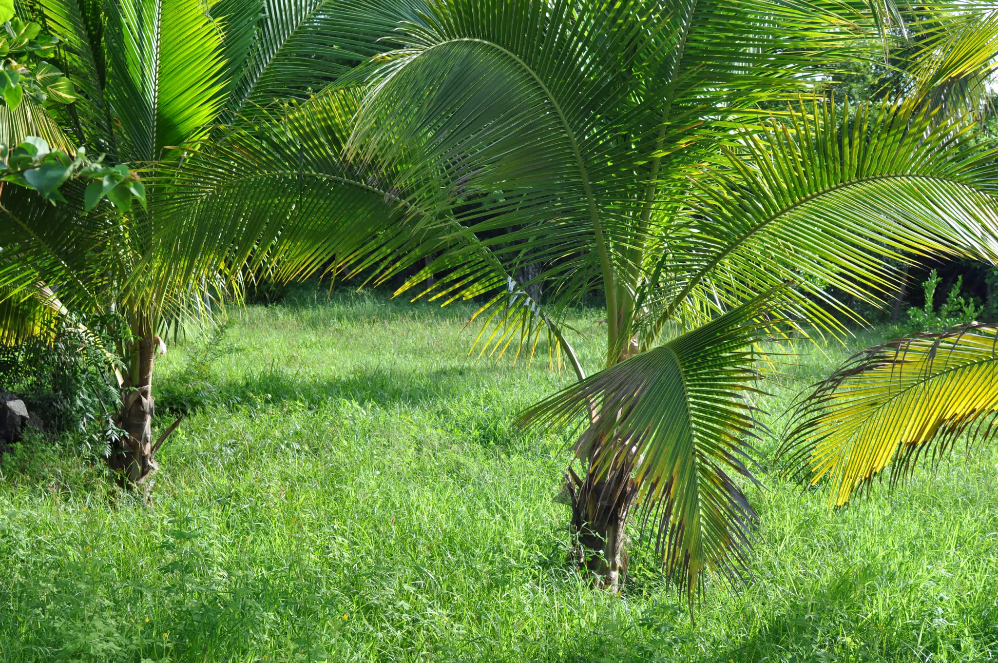 Morning Photowalk of Las Penitas Nicaragua