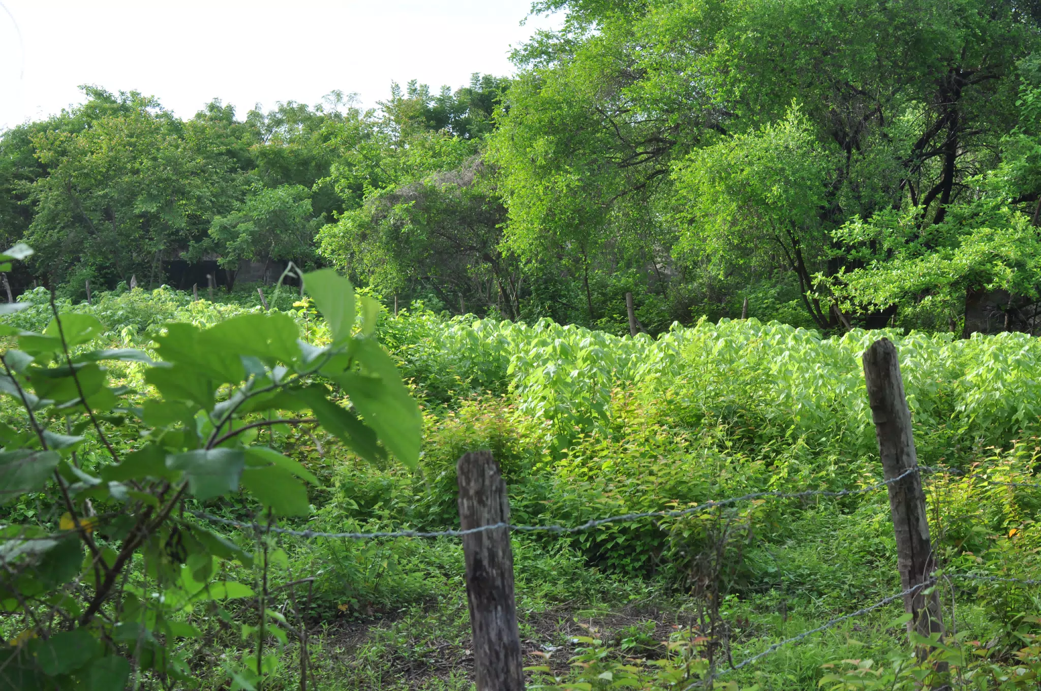 Morning Photowalk of Las Penitas Nicaragua