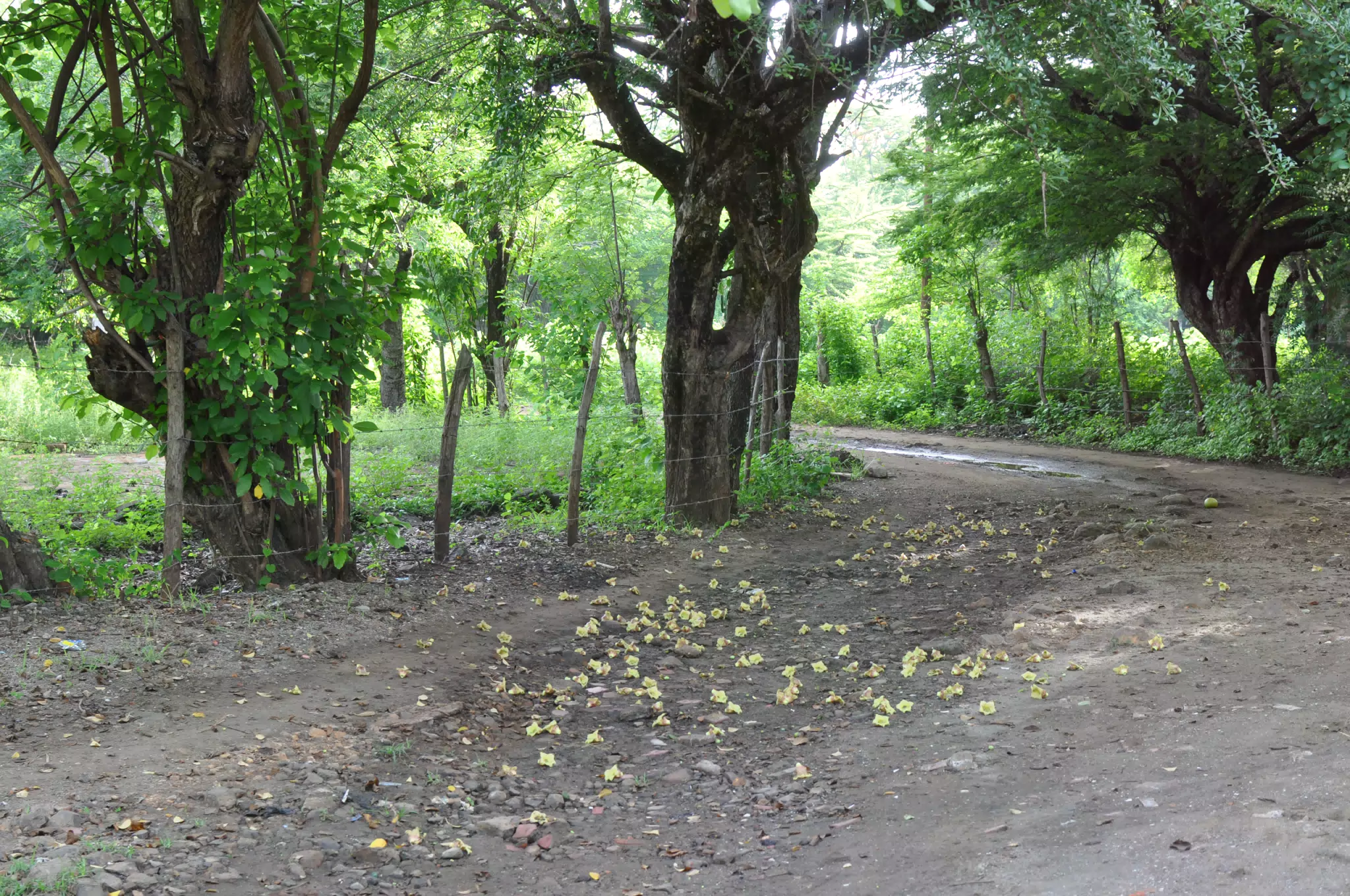 Morning Photowalk of Las Penitas Nicaragua