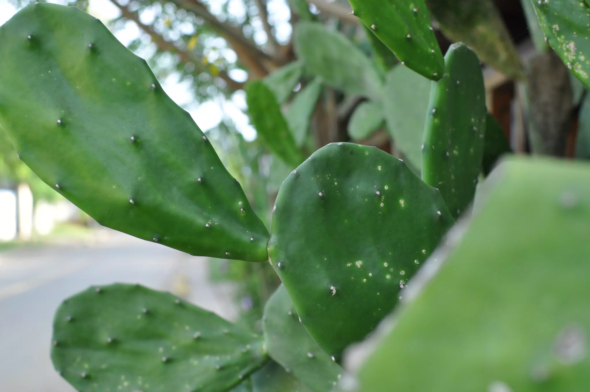 Morning Photowalk of Las Penitas Nicaragua
