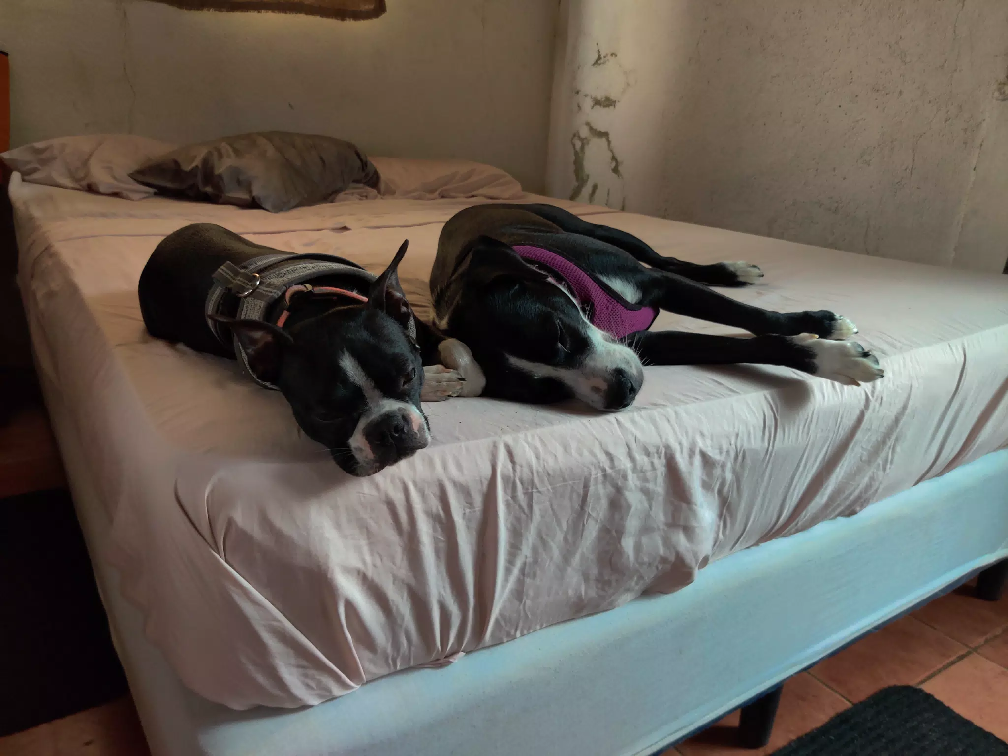 Lazy Beach Dogs
