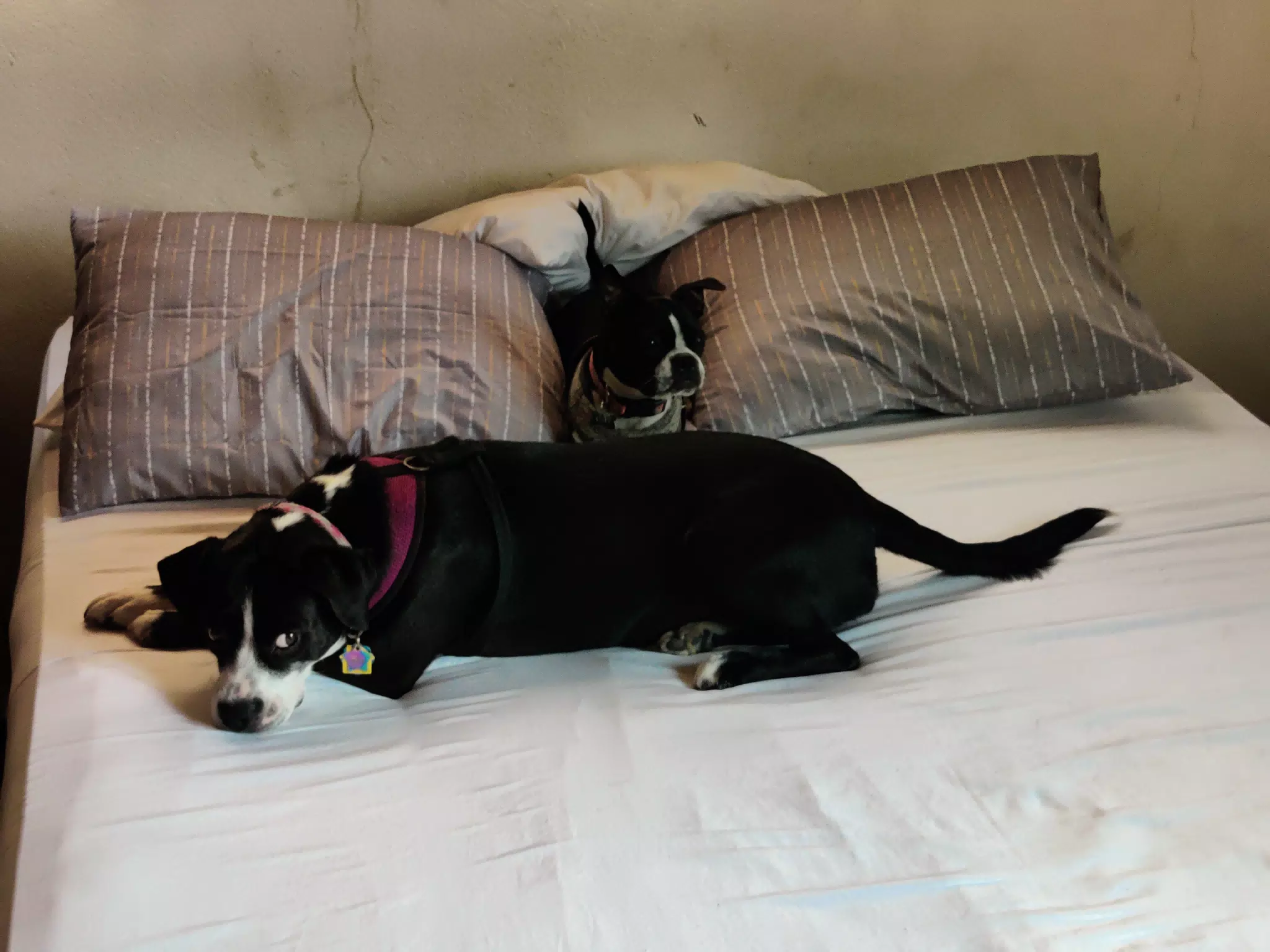Mia and Clive Chilling on the Freshly Made Bed