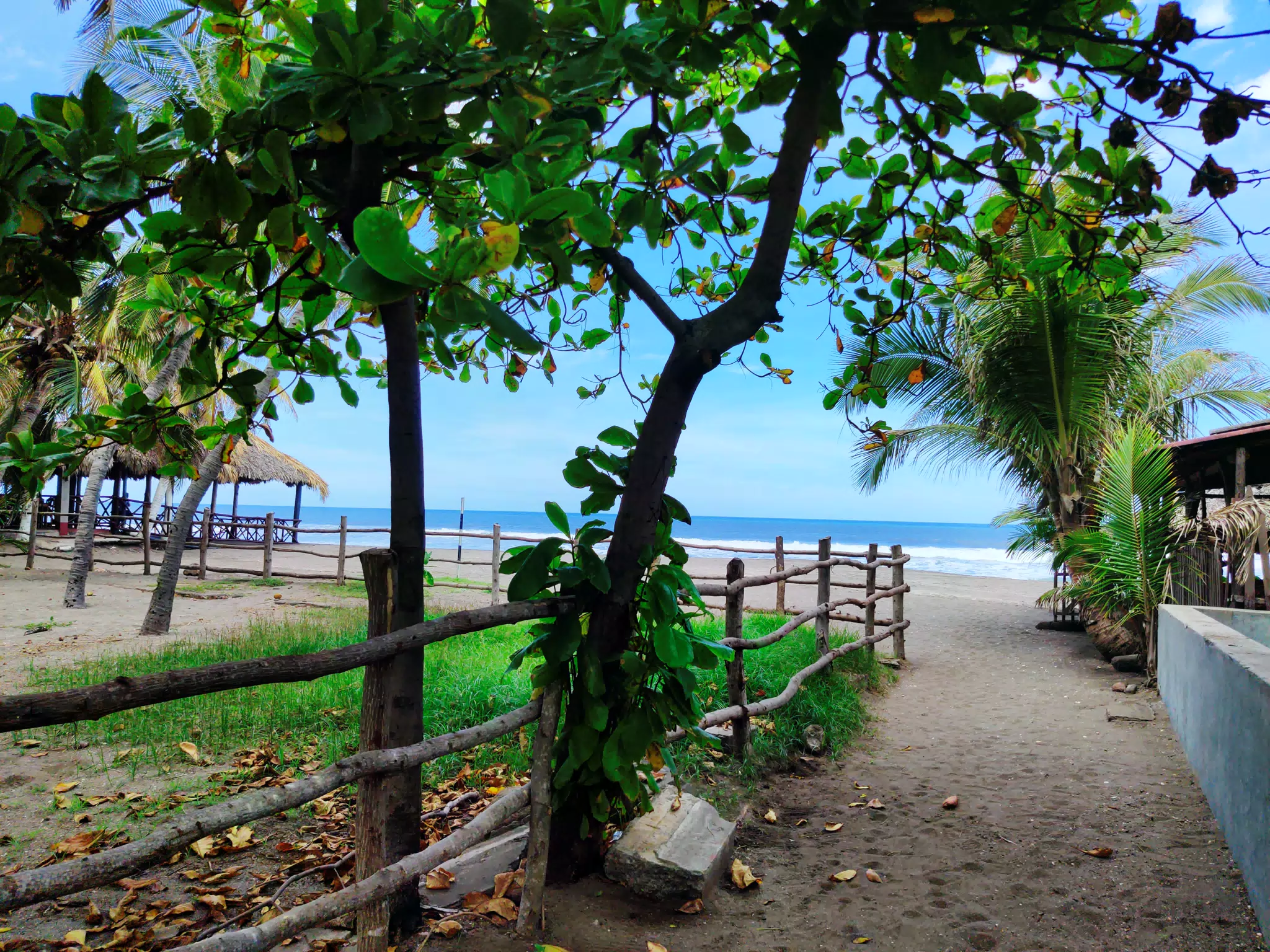 Tree, Fence & Beach at Las Penitas