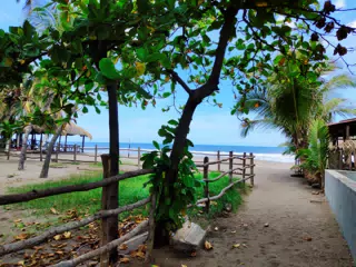 Tree, Fence & Beach at Las Penitas