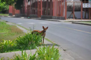 Midday Walk in Las Penitas
