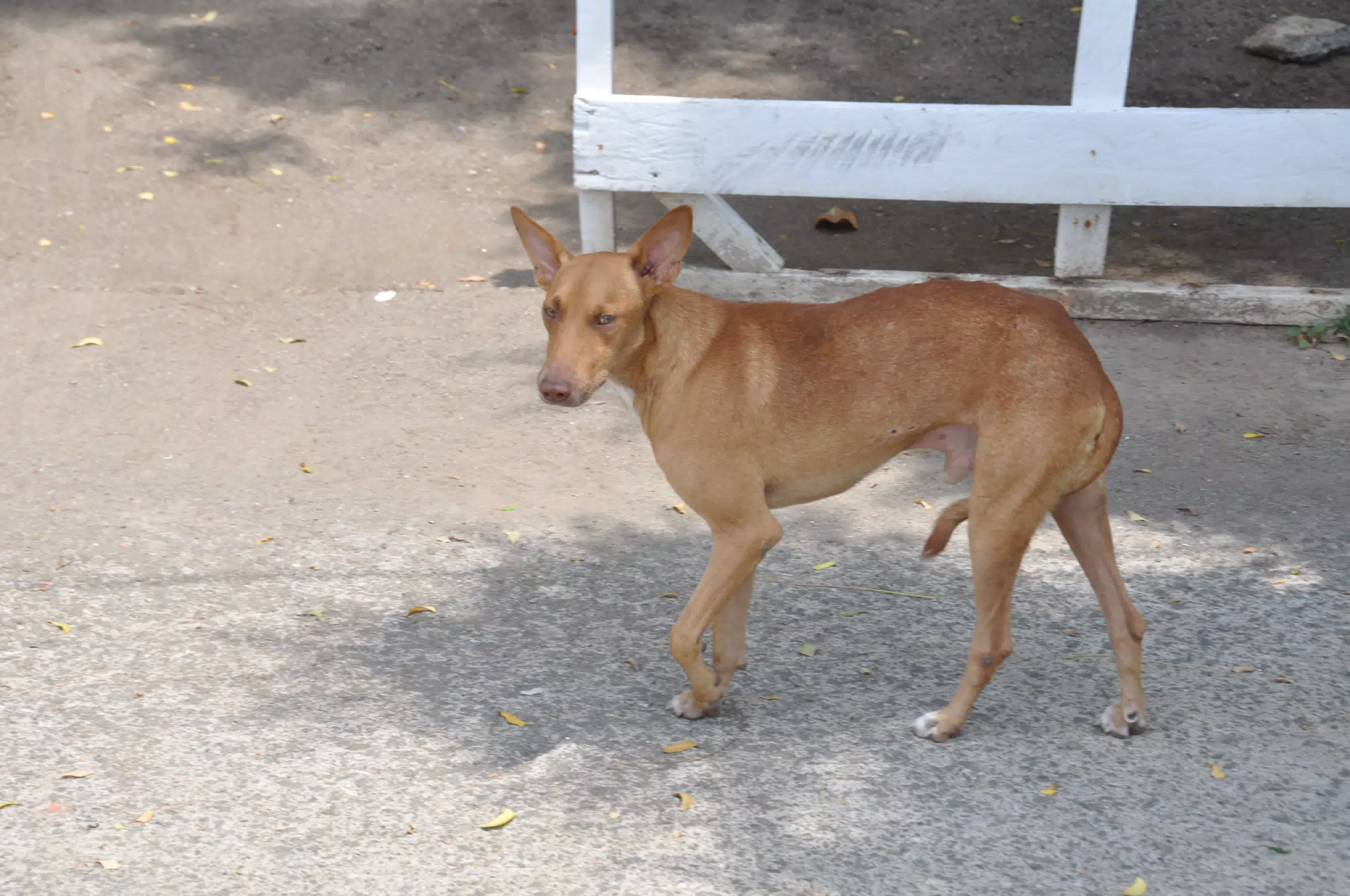 Midday Walk in Las Penitas