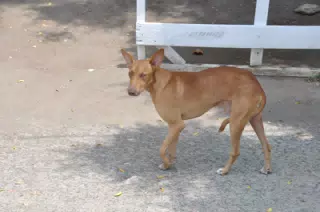 Midday Walk in Las Penitas