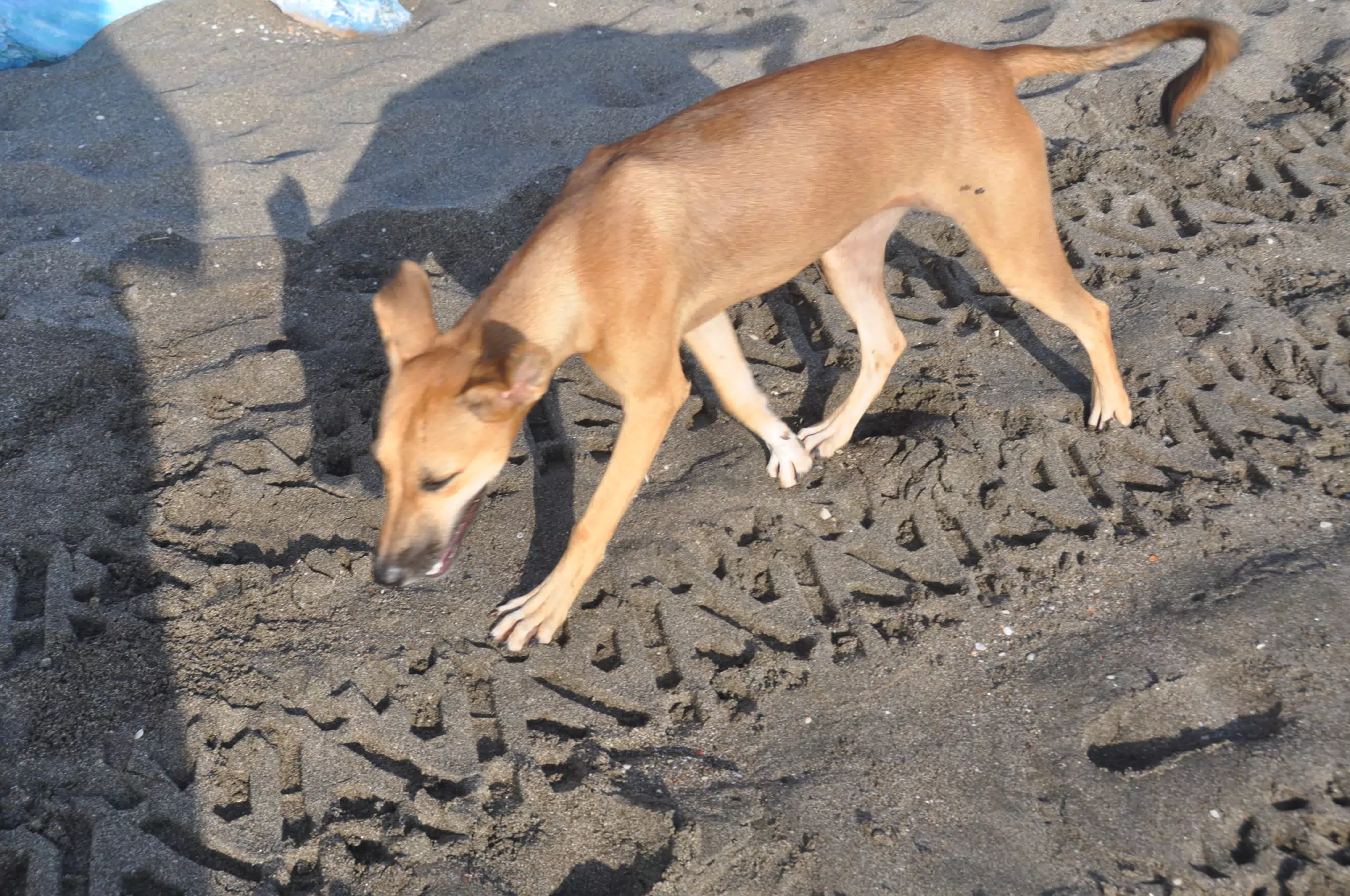 Las Penitas Beach
