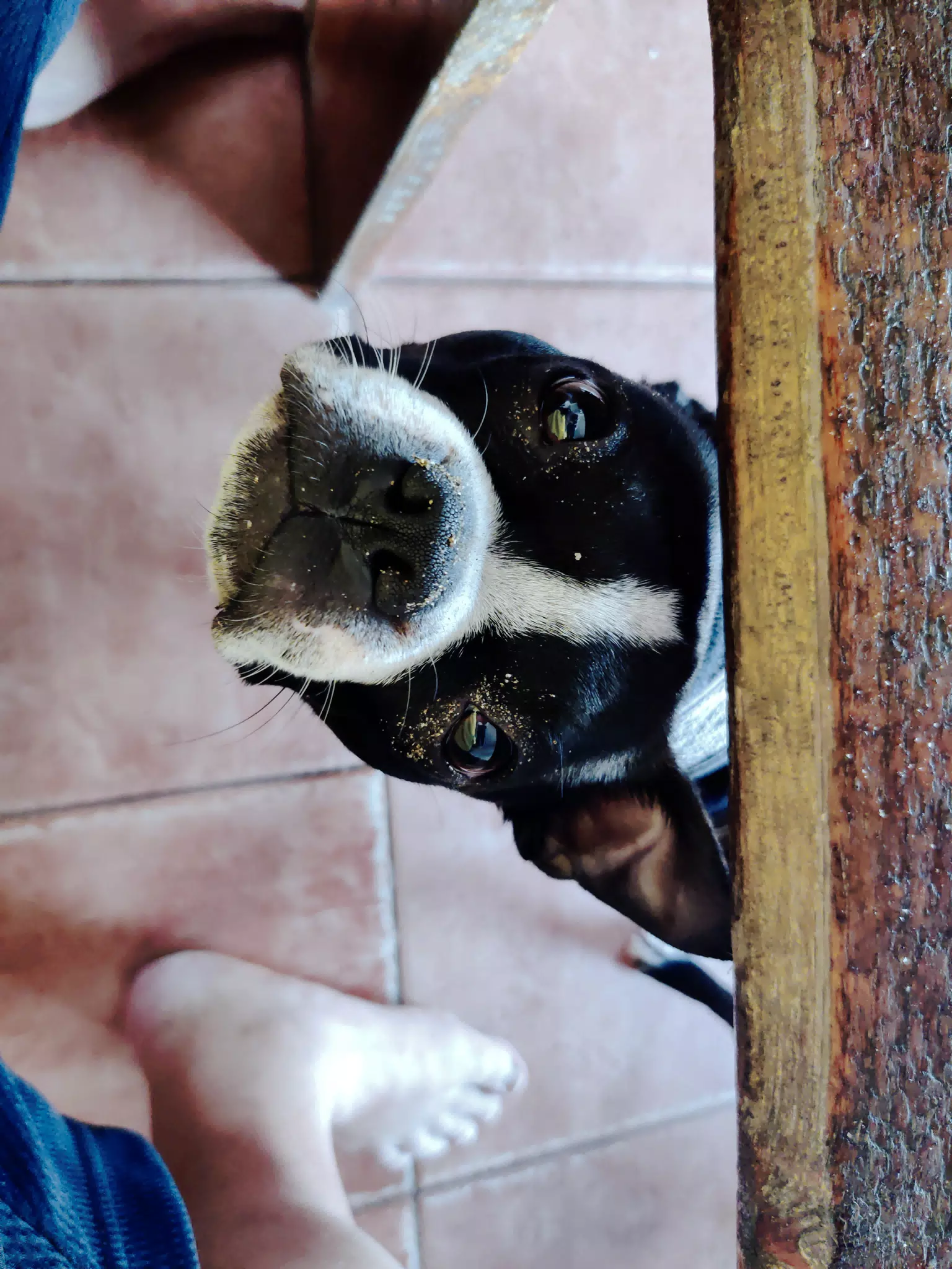 Clive the Boston Terrier Wants Your Dropped Food