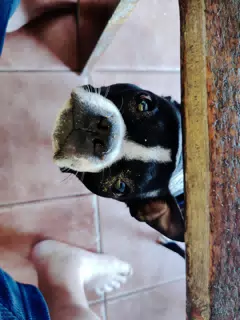 Clive the Boston Terrier Wants Your Dropped Food