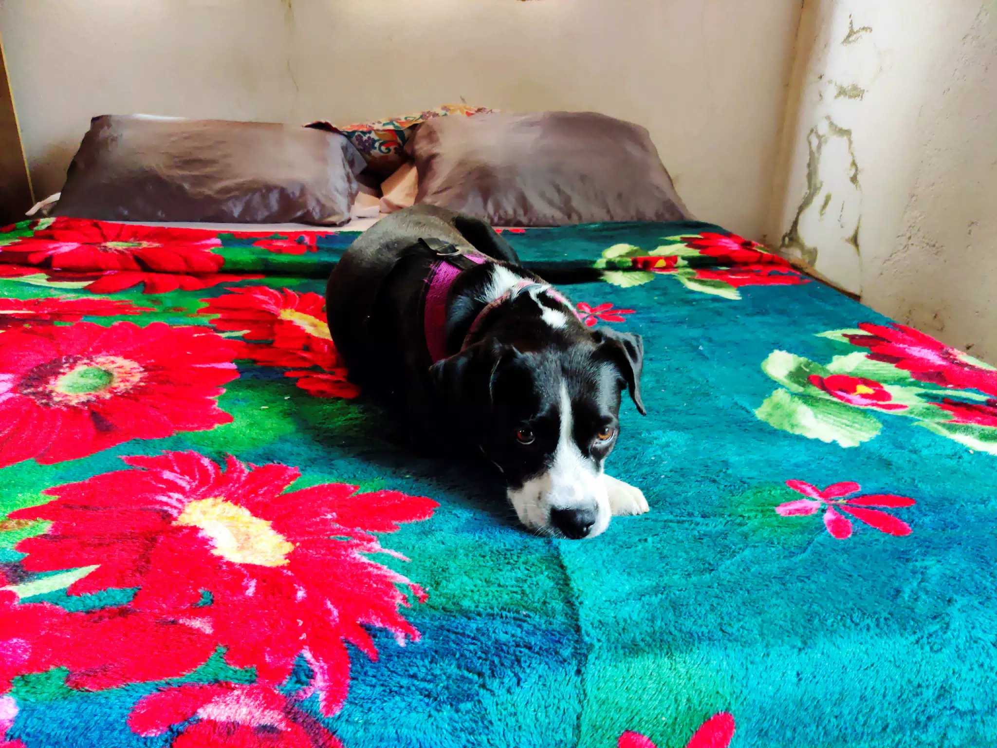 Mia Laying on Her New Blanket