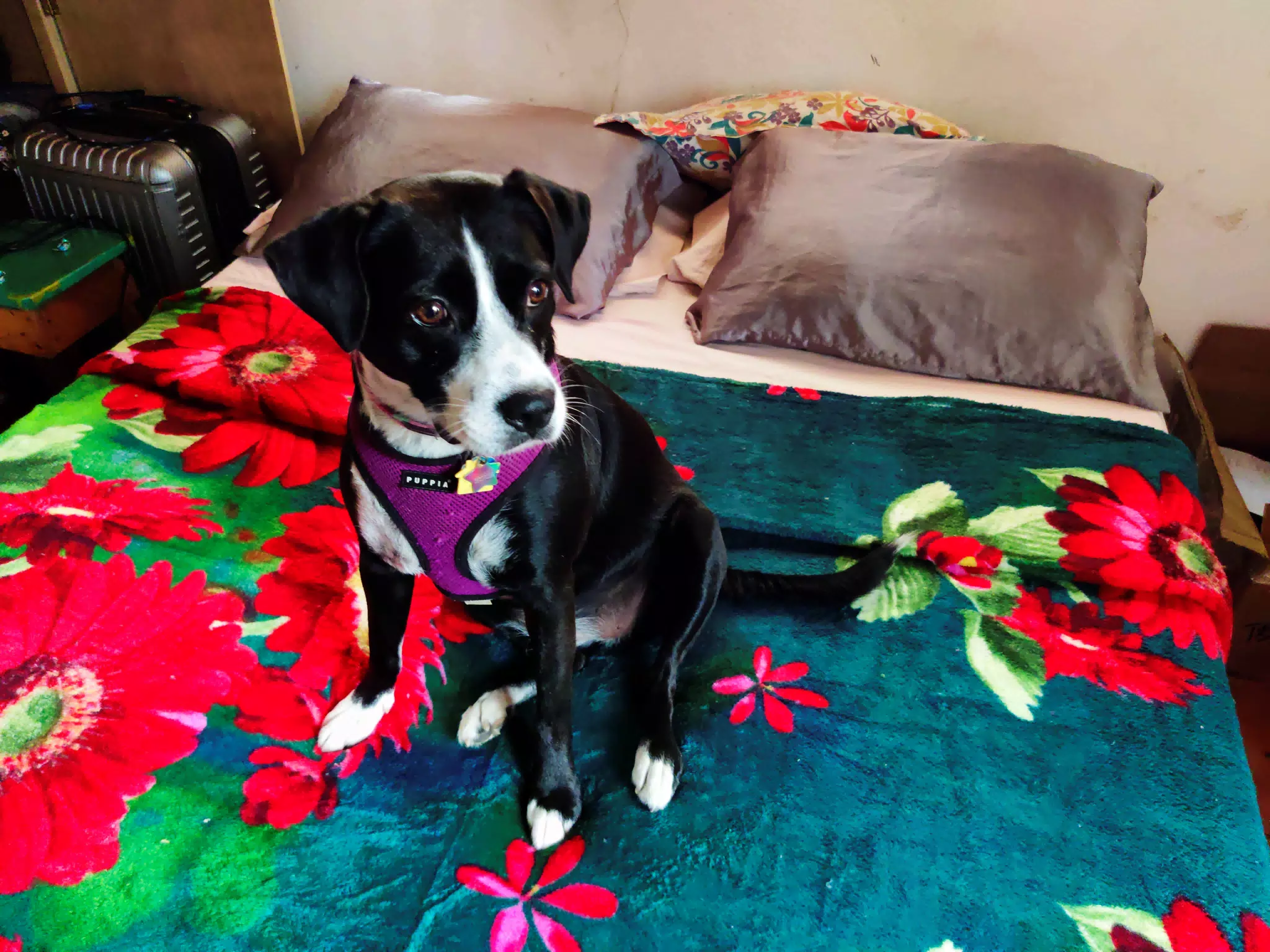 Mia on Her New Blanket