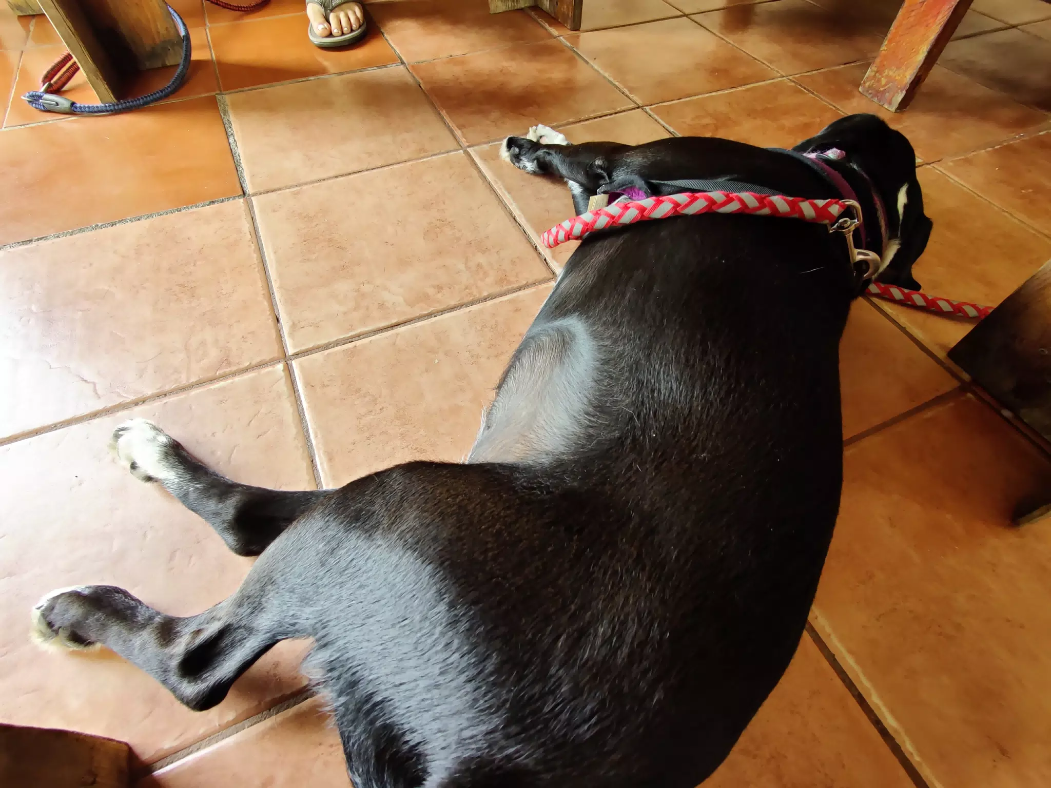 Mia Sleeping on the Hotel Floor