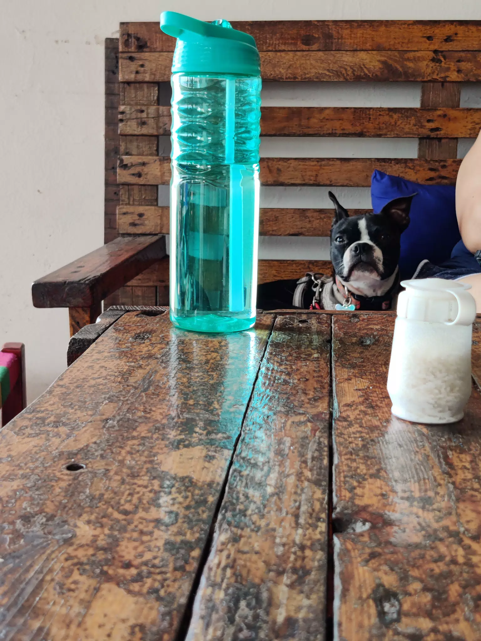 Clive Hanging Out at Our Table