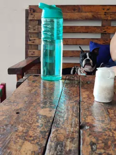 Clive Hanging Out at Our Table