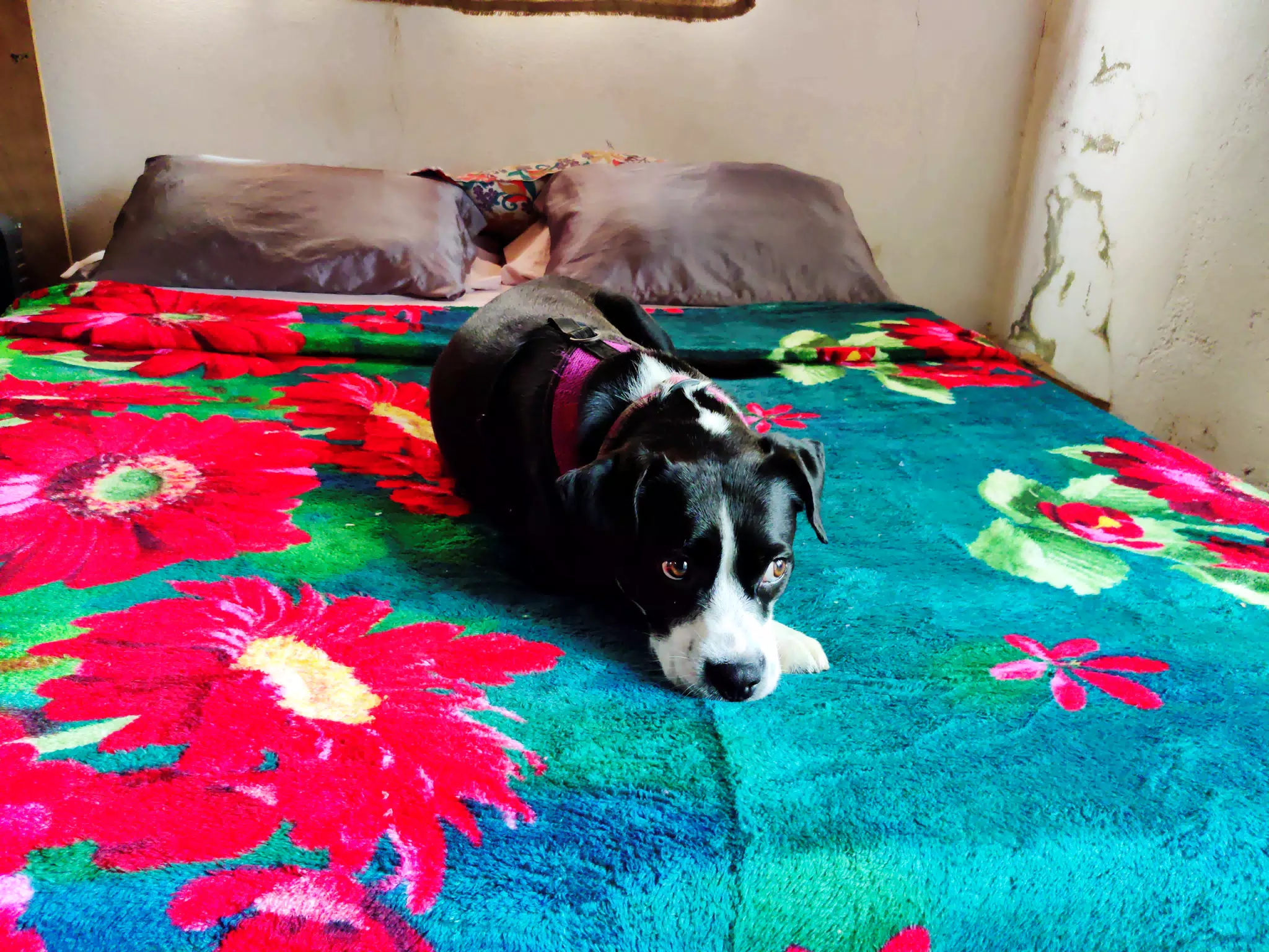 Mia Laying on Her New Blanket