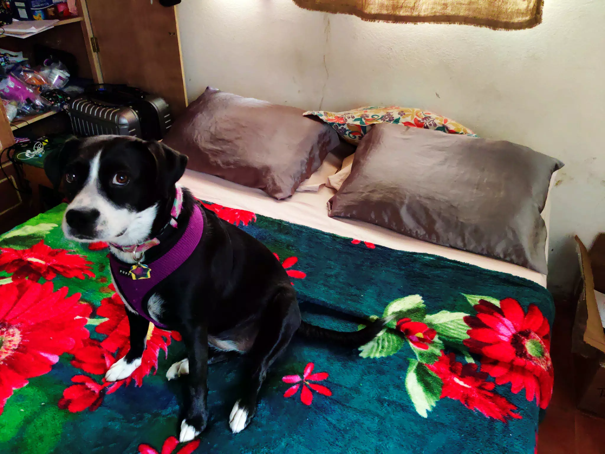 Mia on Her New Blanket