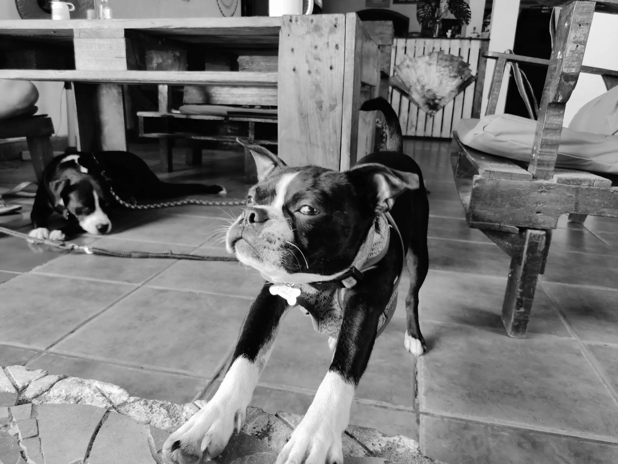 Stretching Boston Terrier