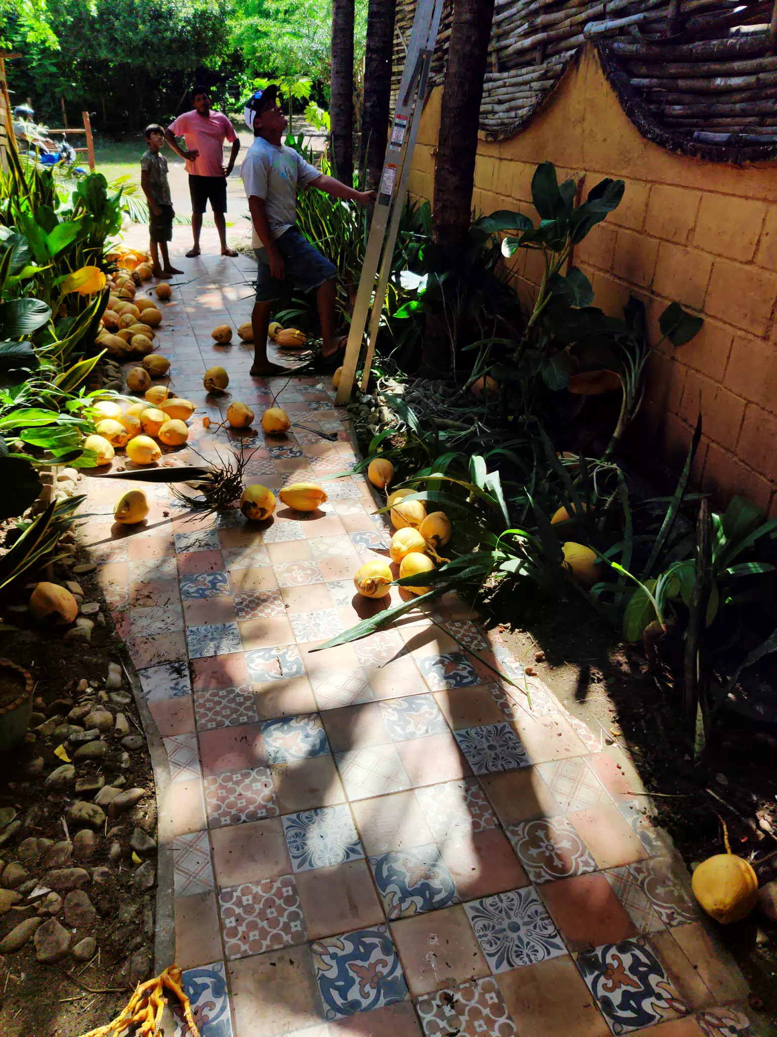 Coconut Harvest