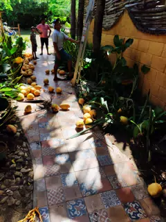 Coconut Harvest