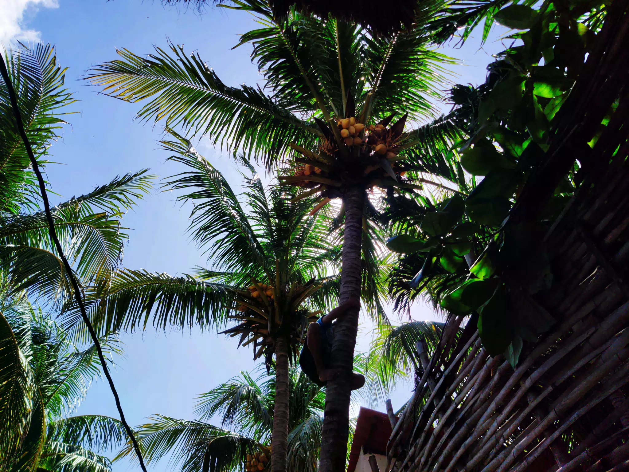 Coconut Harvest - Shimming Down the Tree