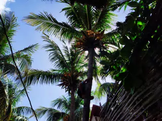 Coconut Harvest - Shimming Down the Tree