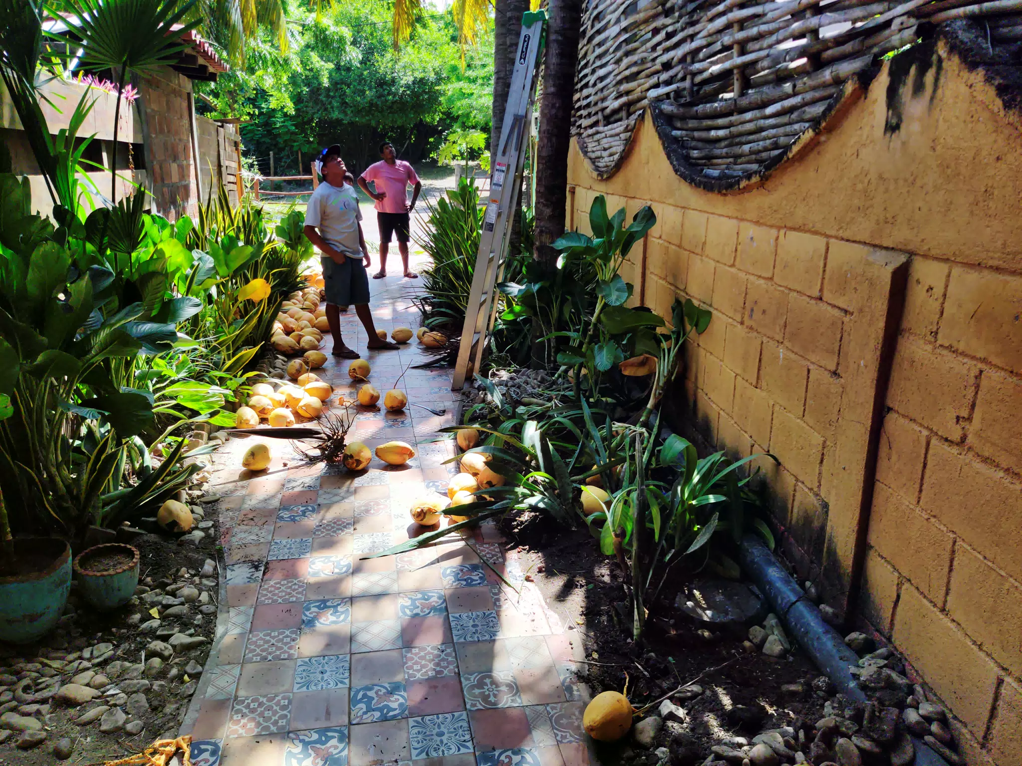 Coconut Harvest