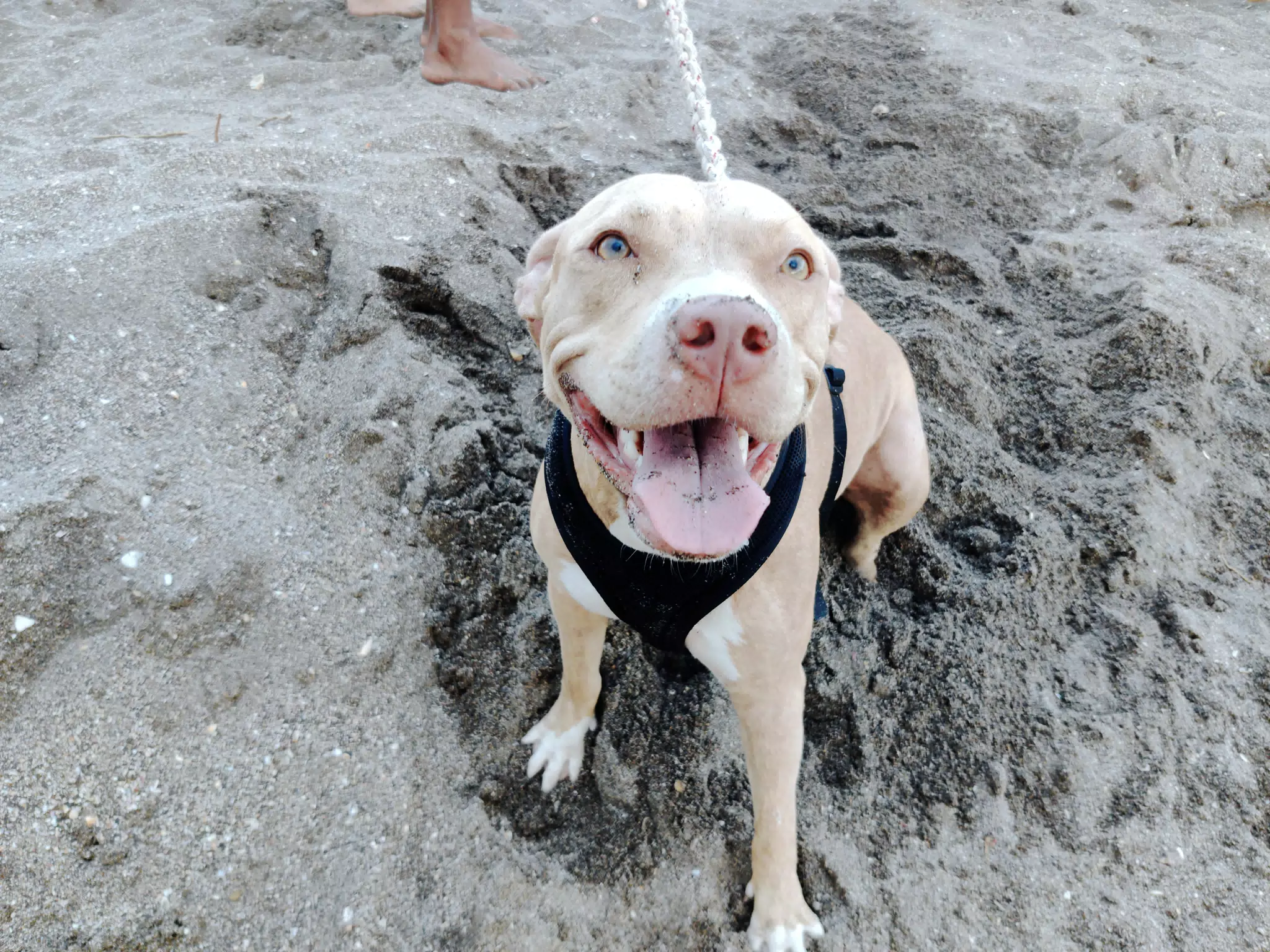 Happy Pit Bull Puppy on the Beach