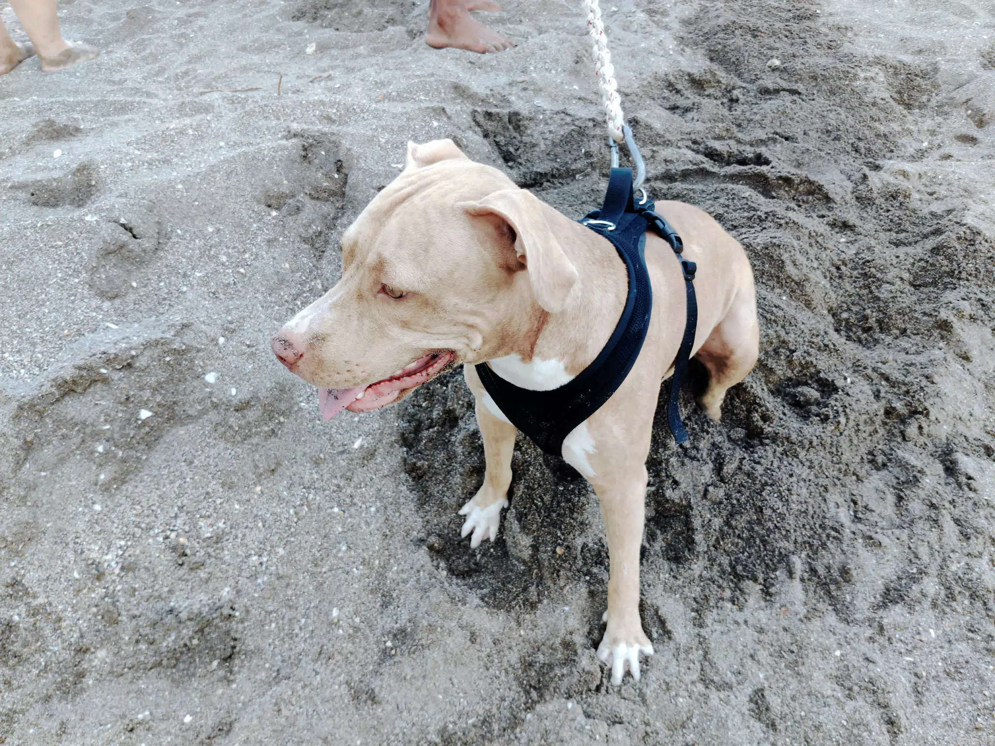 Pit Bull on the Beach