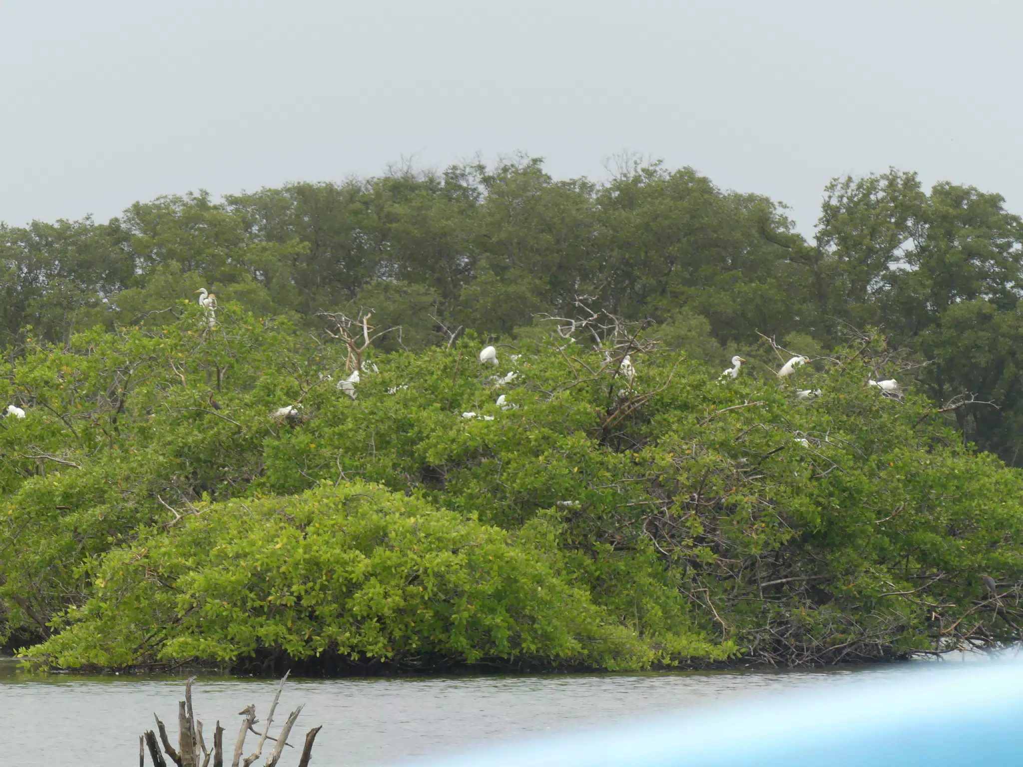 Egrets on San Juan Venado Estuary