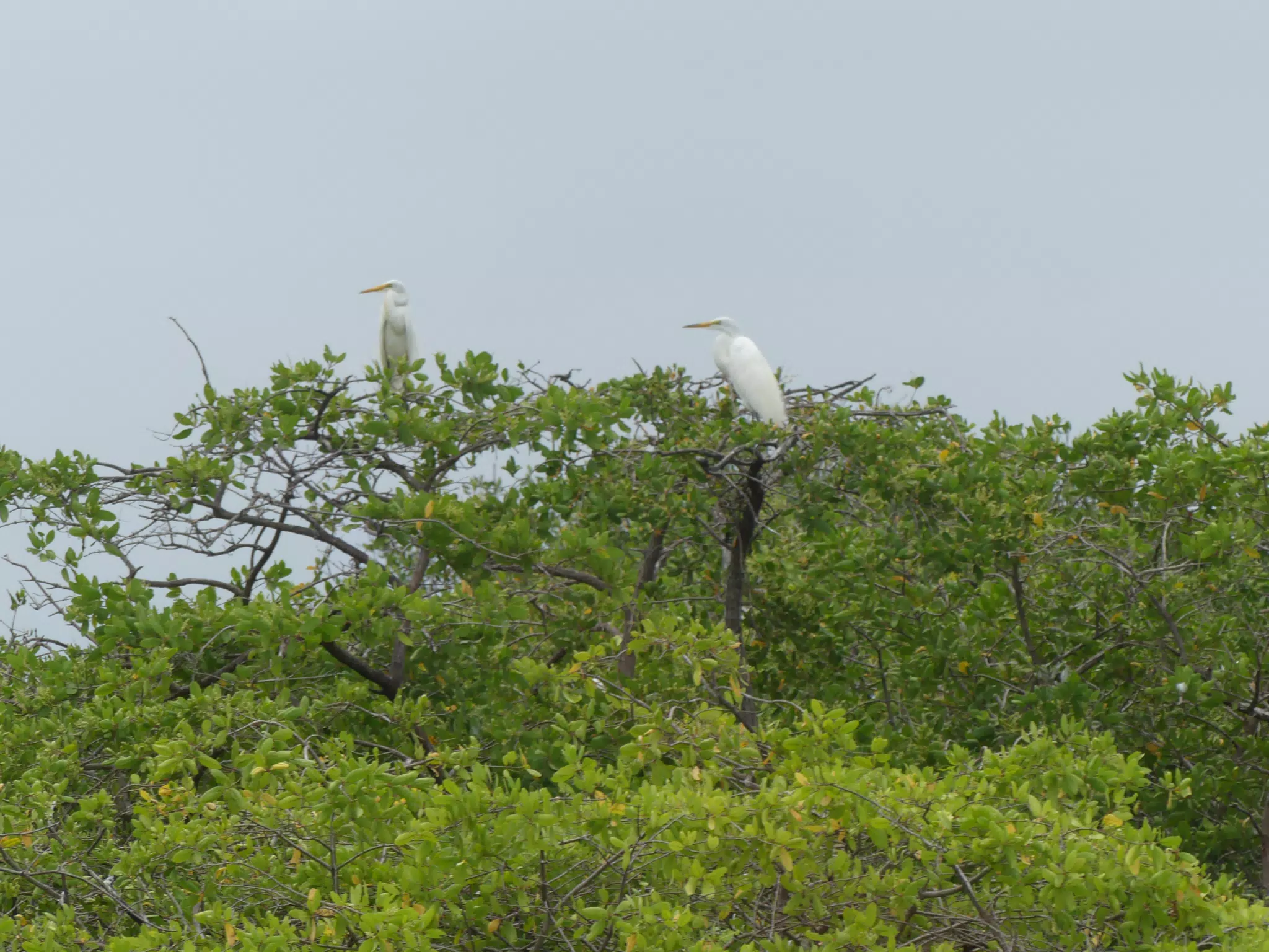 Egrets on San Juan Venado Estuary