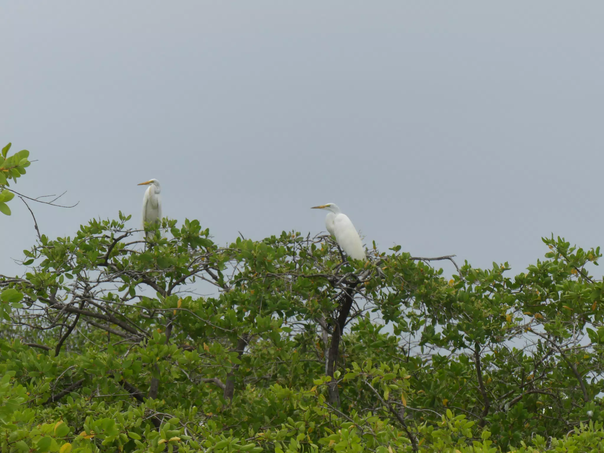 Egrets on San Juan Venado Estuary