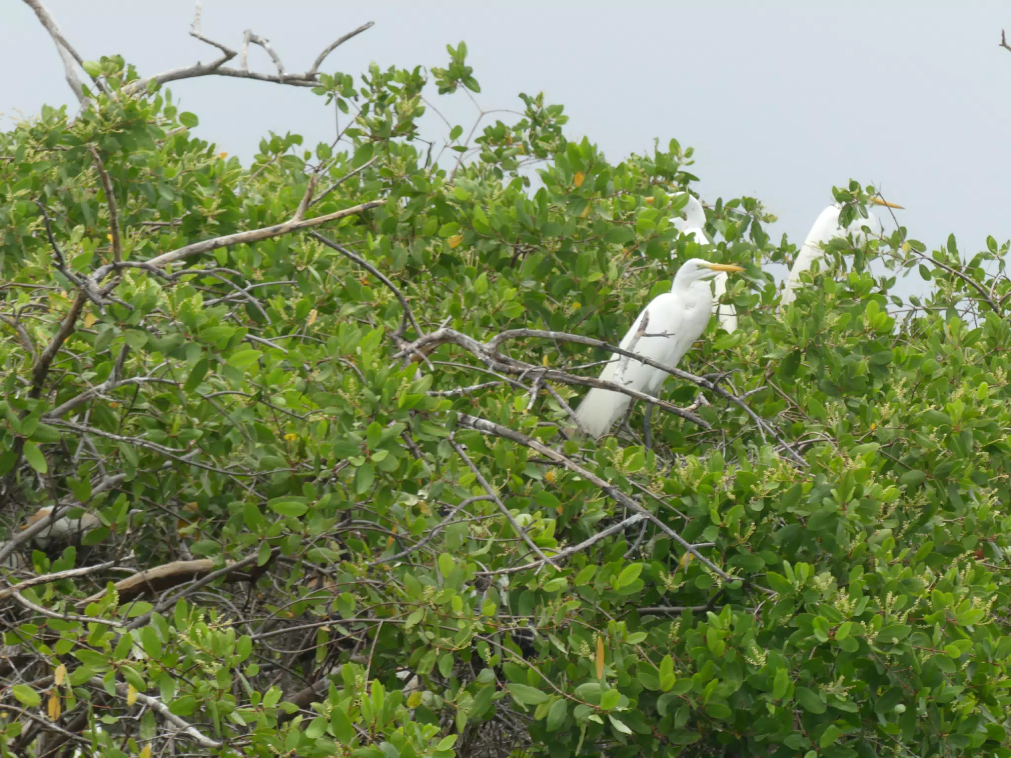 Egrets on San Juan Venado Estuary