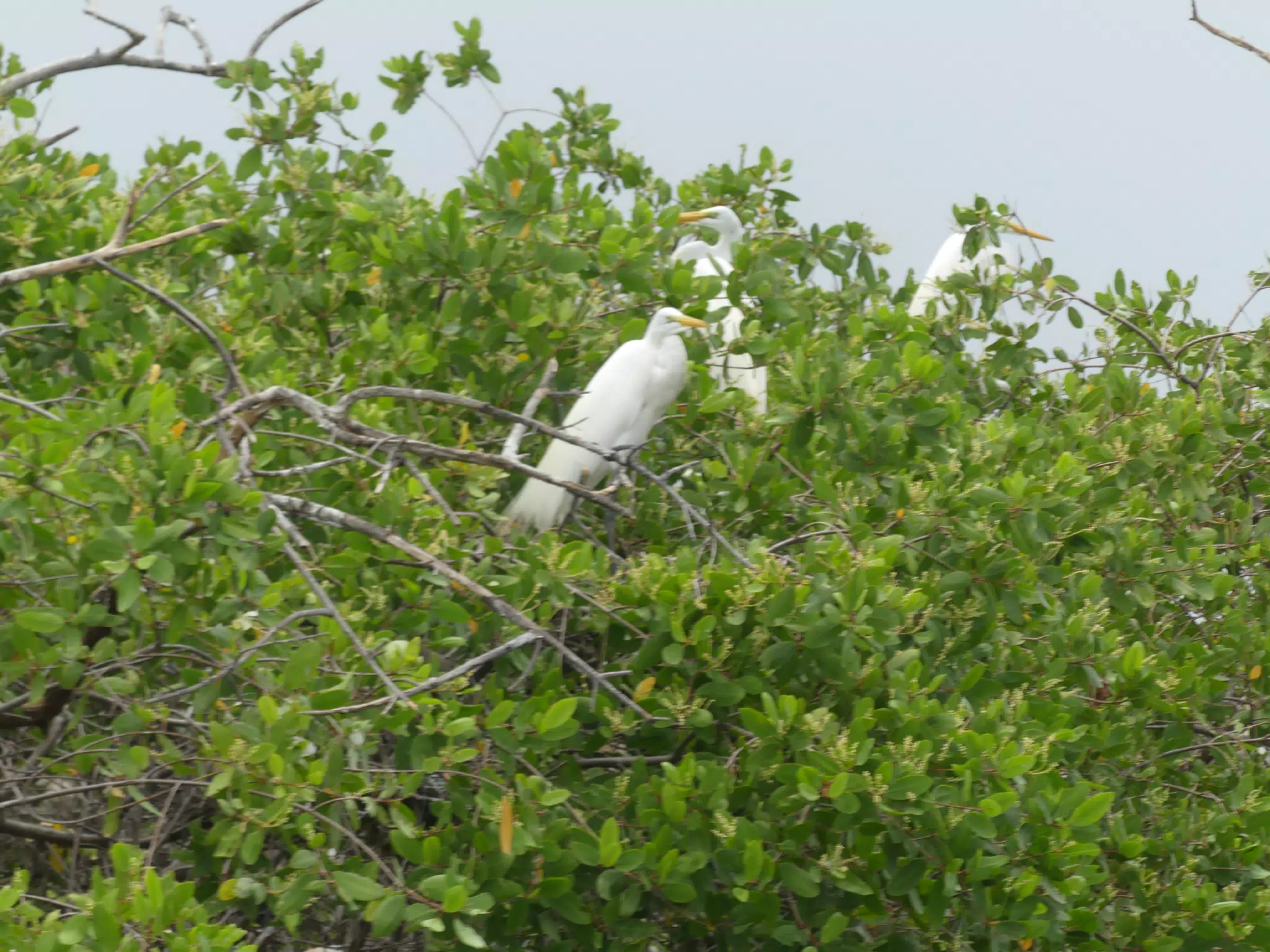 Egrets on San Juan Venado Estuary