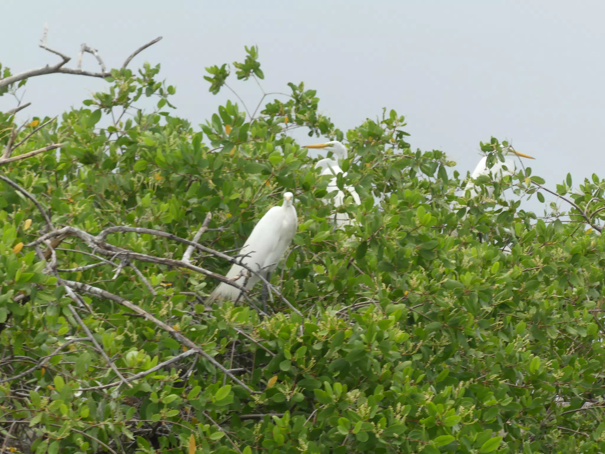 Egrets on San Juan Venado Estuary